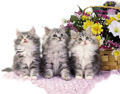 Котята пушистые, три кота, цветы, дубки, цветы желтые, цветы в корзинке, цветы фиолетовые.