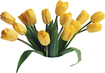 zakazat6_otkritku_vitollen, цветы, тюльпаны, желтые, цветы