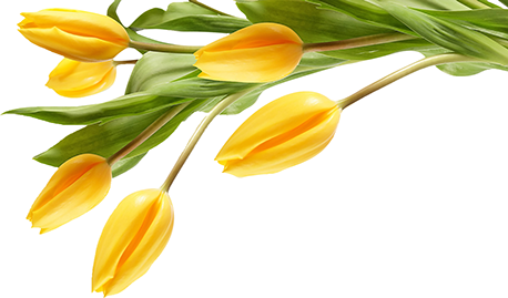 zakazat6_otkritku_vitollen, тюльпаны, желтые тюльпаны, аннимация,